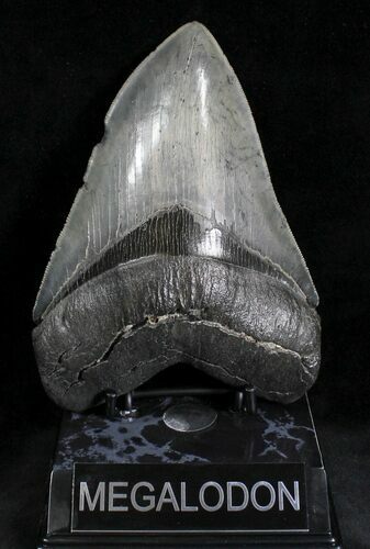 Huge, Serrated Megalodon Tooth #28161